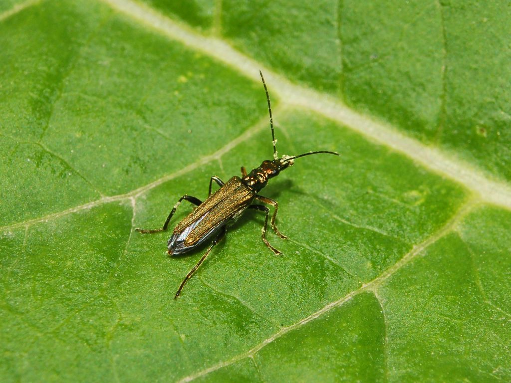 Oedemera flavipes